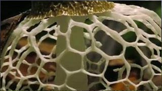 Planete Terre – Les jungles