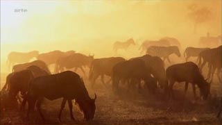 Documentaire Voyages au bout du Monde – Kenya, les réserves du Masai Mara et du Laikipia