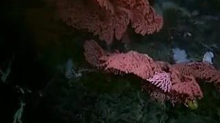 Planète Terre - Les fonds marins
