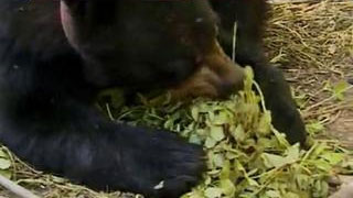 Documentaire Dans la peau d’un ours