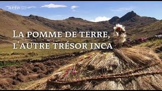 La pomme de terre, l'autre trésor inca