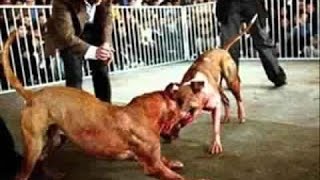 Pitbull, le chien qui fait peur, des combats inédits