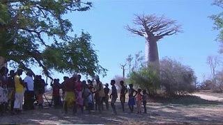 Le baobab, géant de la savane