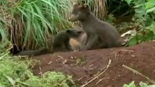 Terres sauvages de Russie: Kamchatka, paradis sibérien