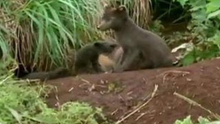 Documentaire Terres sauvages de Russie: Kamchatka, paradis sibérien