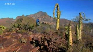 Voyages au bout du monde - Au Mexique, la péninsule de Baja