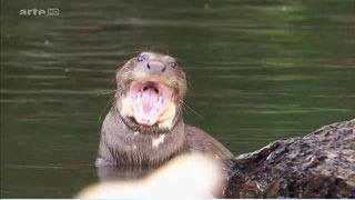 Les grands animaux d'Amérique du Sud - La loutre géante