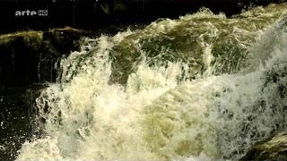 Les grands animaux d'Amérique du Sud - L'anaconda