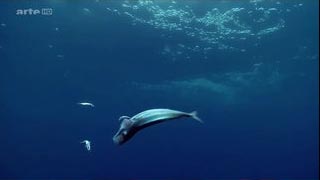 Documentaire Méditerranée sauvage – Les légendaires