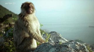 Méditerranée sauvage – Les voyageurs