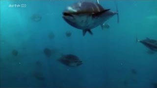 Méditerranée sauvage – Les migrateurs