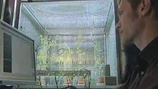 La force cachée des plantes – Championnes