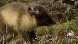 Terres sauvages de Russie – L’arctique