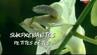 Surprenantes petites bêtes - Les rois du camouflage