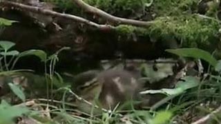 Planète Terre - Les saisons en forêt