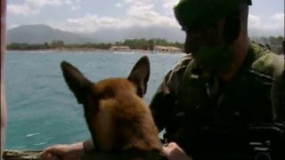 Chiens de guerre