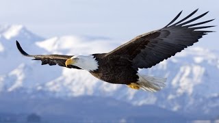 La conquête de l’air