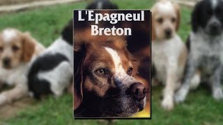 L’épagneul breton