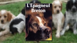 Documentaire L’épagneul breton