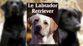 Documentaire Le labrador retriever