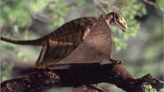 Dinosaures du jurassique (1/3) : l'envol des ptérosaures