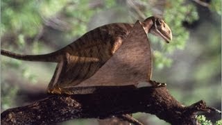 Documentaire Dinosaures du jurassique (1/3) : l’envol des ptérosaures