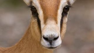 Documentaire Les gazelles Dorcas