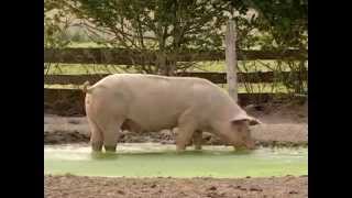 Veaux, vaches, cochons... La visite d'une ferme