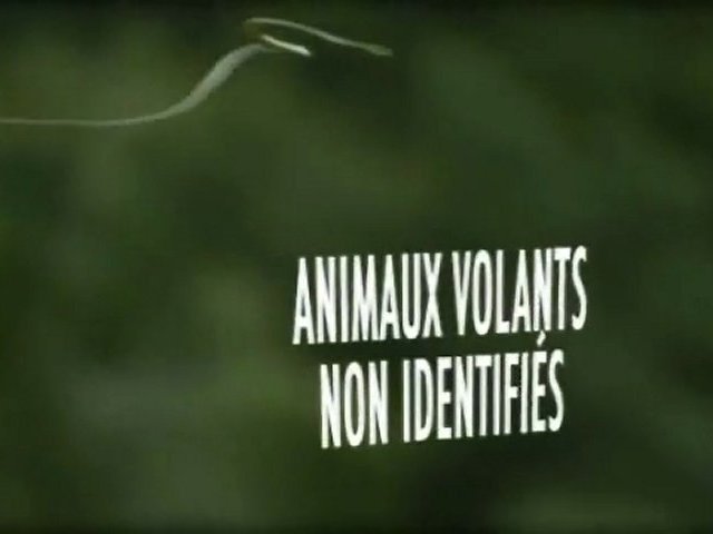 Documentaire Animaux volants non identifiés