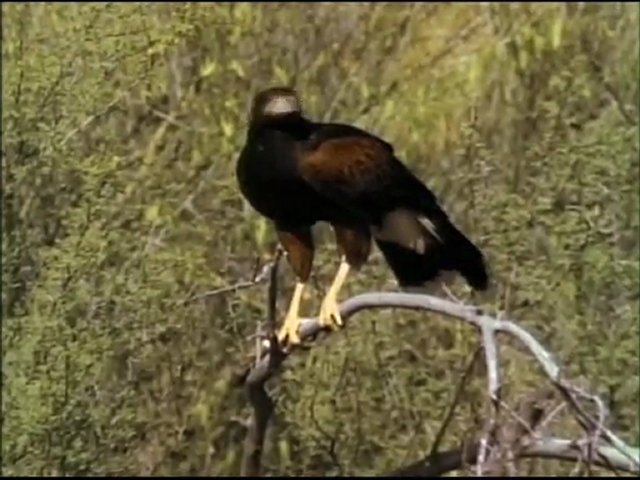 Documentaire Chasseurs de dinosaures