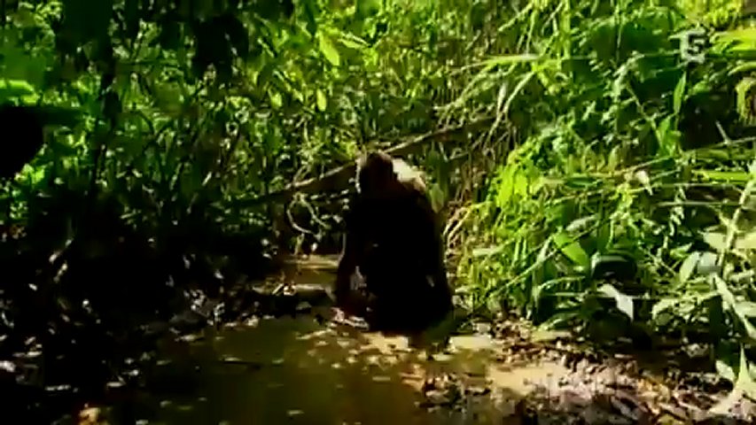 Documentaire Dans la jungle avec les pygmées