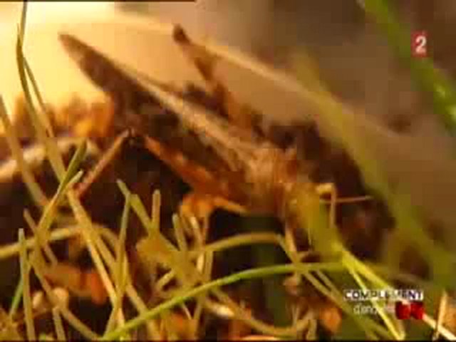 Des insectes dans nos assiettes