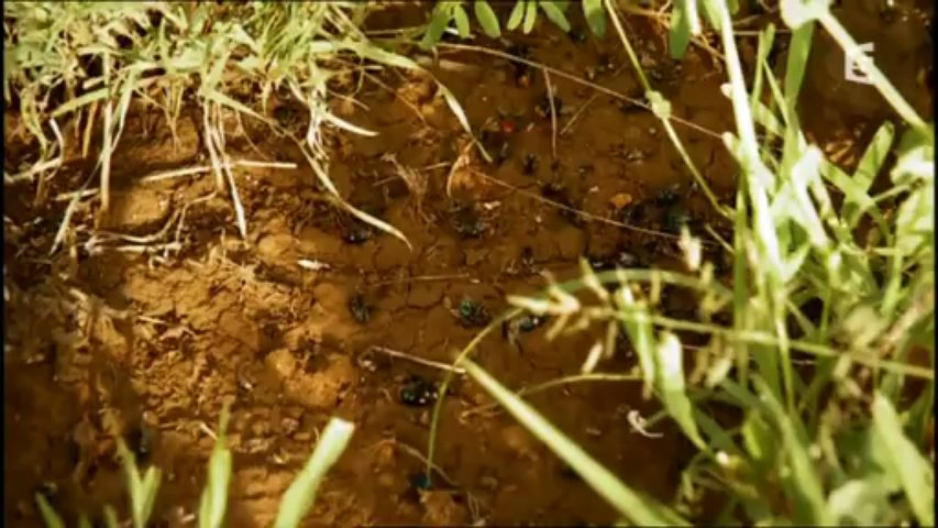 Documentaire Les Masaï et le lion