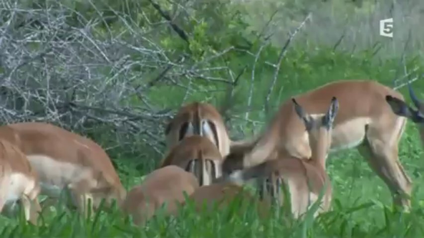 Les champions de la savane