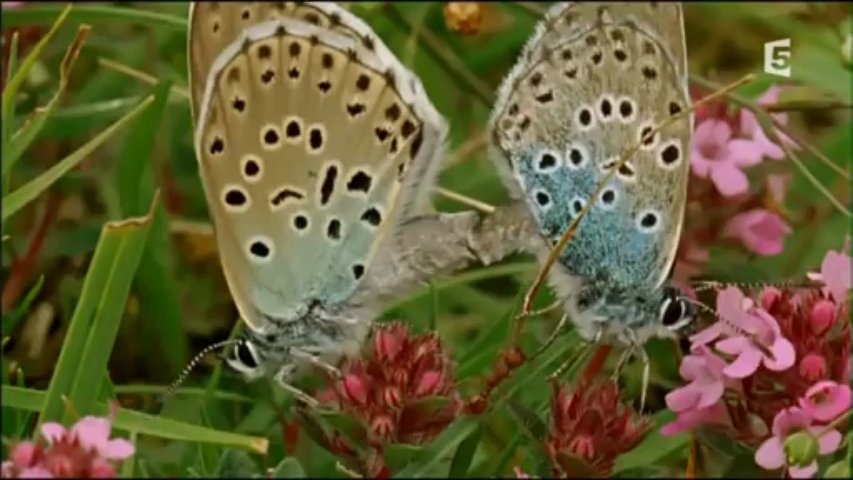 Papillons