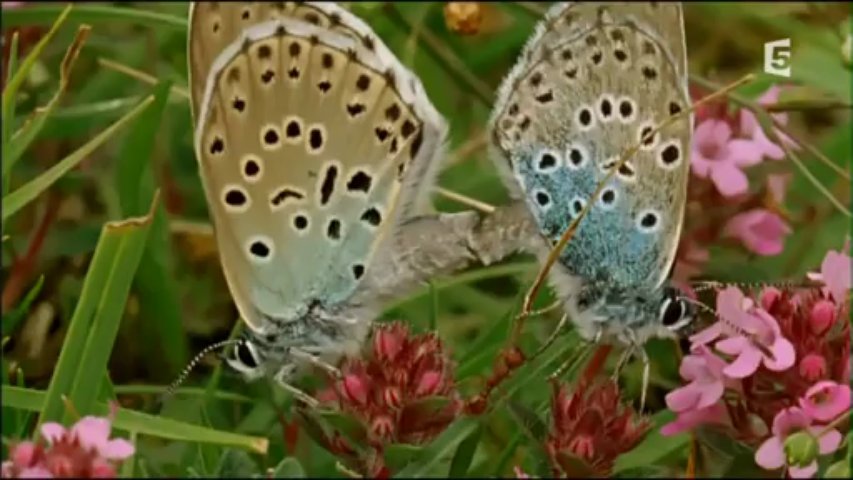 Documentaire Papillons