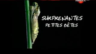 Documentaire Surprenantes petites bêtes – Changer de peaux