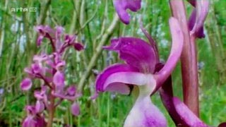 Documentaire Drôles de Plantes – Les séductrices