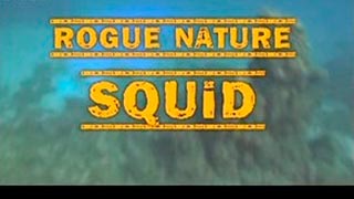 Nature féroce - Calmars