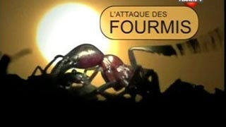 Documentaire L’attaque des fourmis