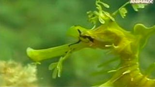 La disparition du dragon de mer