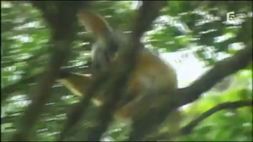 Documentaire Sifaka, drôle d’acrobate