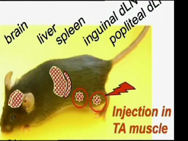 Vaccin : le virus du doute