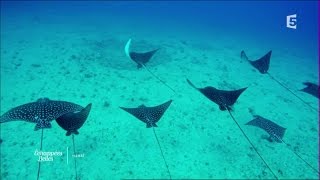 Documentaire Echappées belles – Hawaii l’autre rêve américain