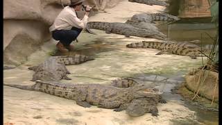 Documentaire C’est pas sorcier – Les crocodiles