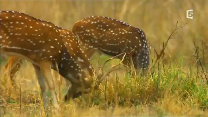 Secrets de l'Inde sauvage