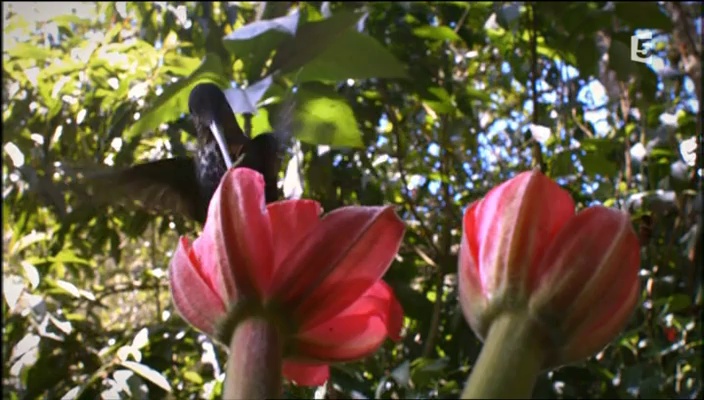 Documentaire Colibris, joyaux de la nature