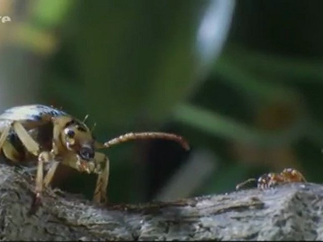 Documentaire L’aventure de la vie – Les insectes