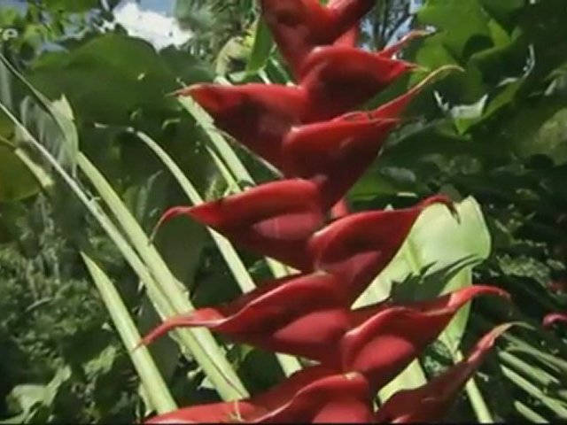 L’aventure de la vie – Les plantes