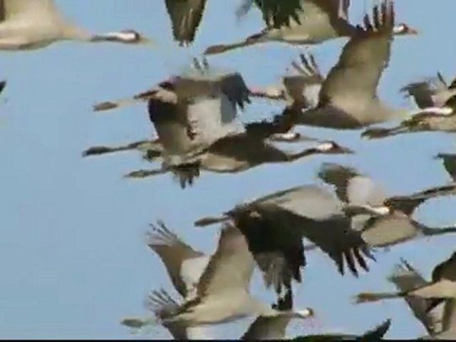 Documentaire La face sauvage des Pyrénées – La saison des couleurs